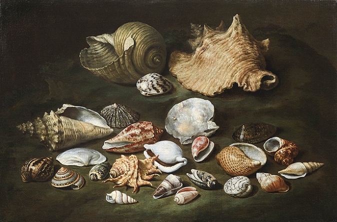 「貝の静物」（17世紀頃）パオロ・ポルポラ