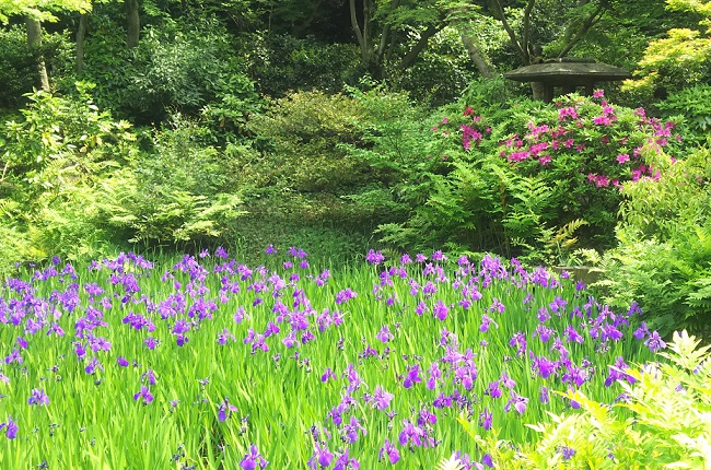 根津美術館の”カキツバタ”の咲く庭園