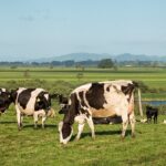 草原の牛たち(イメージ画像)