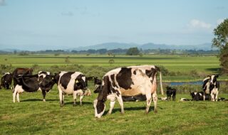 草原の牛たち（イメージ画像）