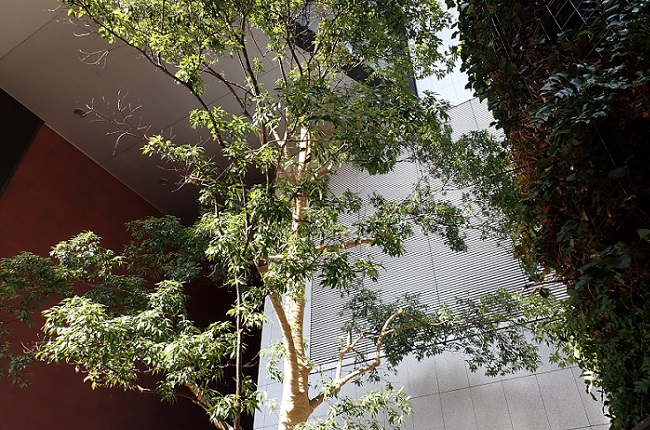 まるで都心の”オアシス”…三菱一号館美術館の中庭