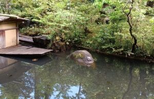 ”亀がいる！” …根津美術館の庭園（2023年3月）より