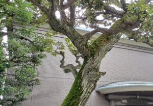 「松岡美術館」の前にある素晴らしい樹木
