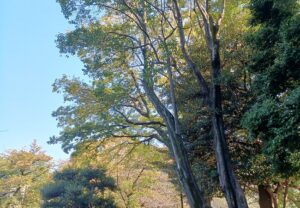 上野公園の「小松宮彰仁親王像」周辺