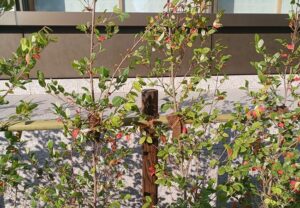 「皇居三の丸尚蔵館」の外で見かけた、ちょっと嬉しい光景