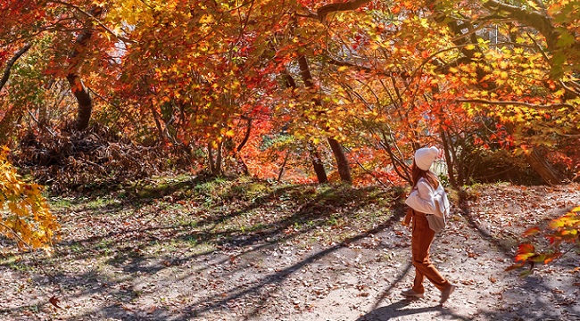 ”秋”の雰囲気を感じる（イメージ画像）