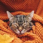 ”秋”気分を感じる（イメージ画像）