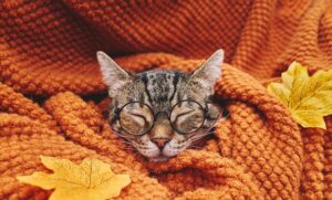 ”秋”気分を感じる（イメージ画像）