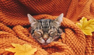 ”秋”気分を感じる（イメージ画像）