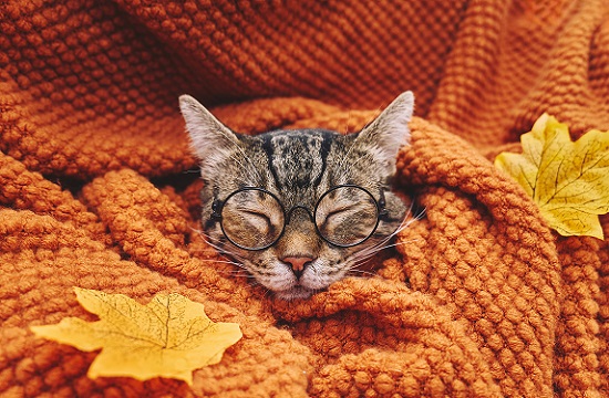 ”秋”気分を感じる（イメージ画像）