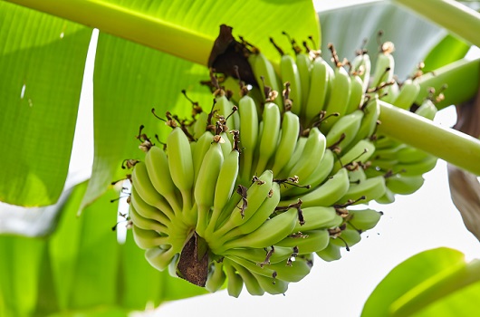 バナナ（BANANA）