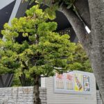 東京都現代美術館で「日常のコレオ」展を観てきました。