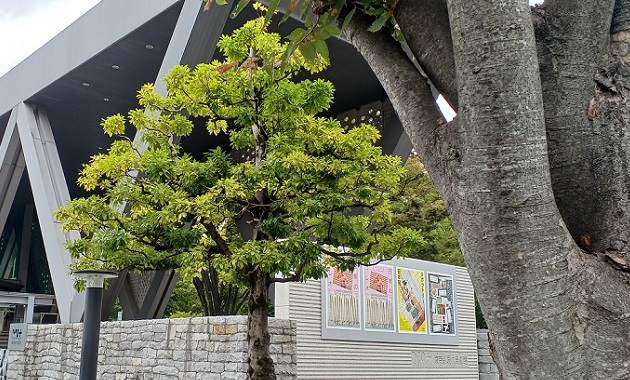 東京都現代美術館で「日常のコレオ」展を観てきました。