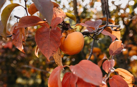 柿（Persimmon）