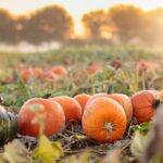 カボチャの収穫期