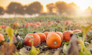 カボチャの収穫期