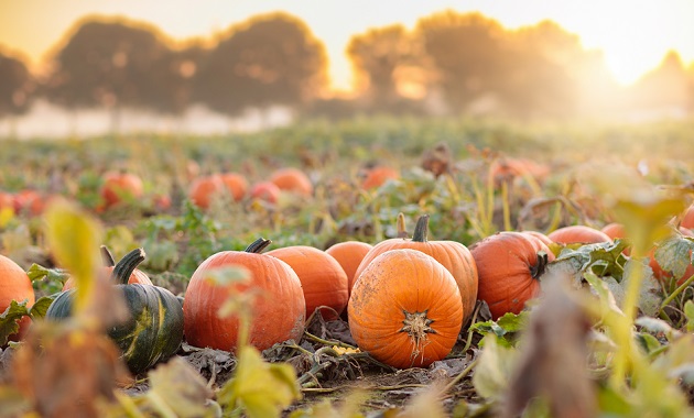 カボチャの収穫期