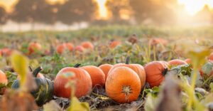 カボチャの収穫