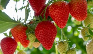 いちご（Strawberry）