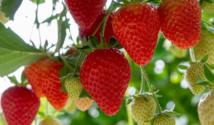 いちご(Strawberry)