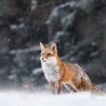 野生の動物(イメージ画像)