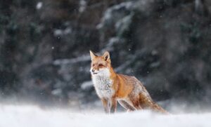 野生の動物（イメージ画像）