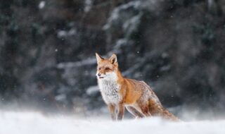 野生の動物（イメージ画像）