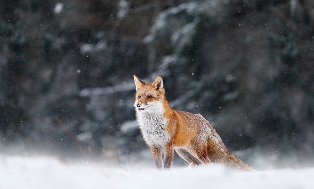 野生の動物(イメージ画像)