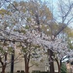 国立西洋美術館で「北斎 冨嶽三十六景（井内コレクション）」を観てきました。