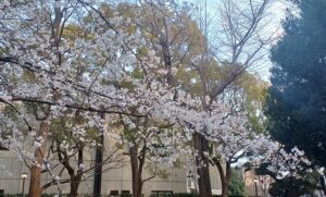 国立西洋美術館で「北斎 冨嶽三十六景（井内コレクション）」を観てきました。