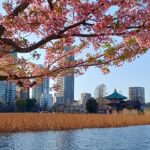 上野の不忍池（2026年3月上旬）