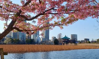 上野の不忍池（2026年3月上旬）