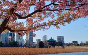 上野の不忍池（2026年3月上旬）