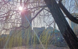 上野の不忍池（2026年3月上旬）