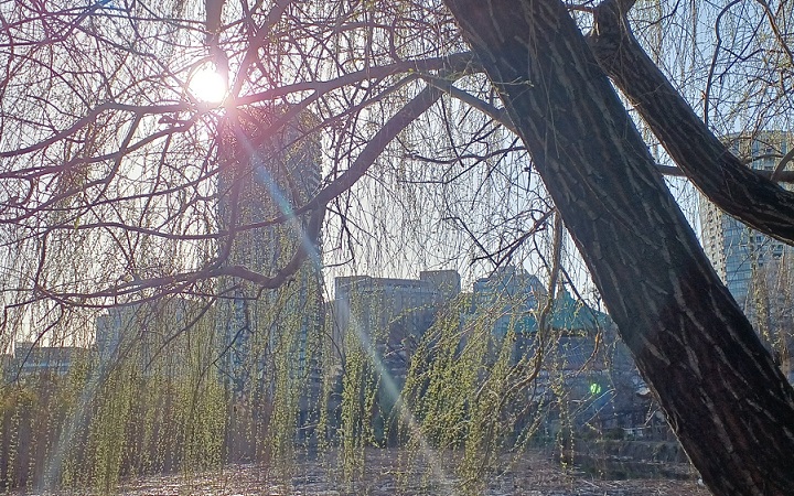 上野の不忍池（2026年3月上旬）