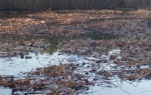 上野の不忍池（2026年3月上旬）