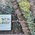 東京藝大美術館で「ＮＨＫ日曜美術館５０年展」を観てきました。