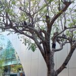 SOMPO美術館で「ウジェーヌ・ブーダン展 － 瞬間の美学、光の探求」を観てきました。