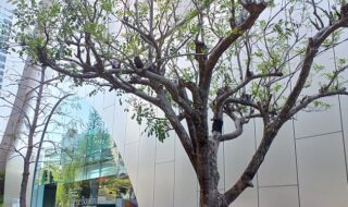 SOMPO美術館で「ウジェーヌ・ブーダン展 － 瞬間の美学、光の探求」を観てきました。