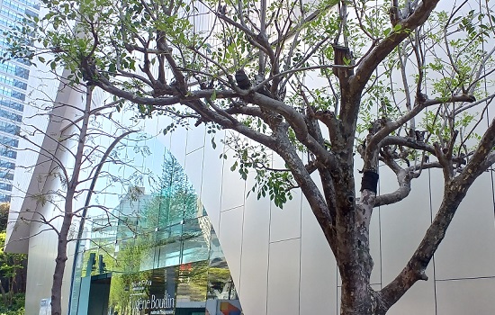 SOMPO美術館で「ウジェーヌ・ブーダン展 － 瞬間の美学、光の探求」を観てきました。