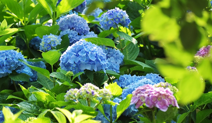紫陽花(イメージ画像)