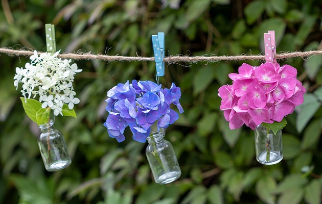 紫陽花(イメージ画像)