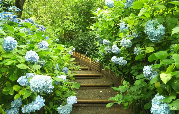 明月院(鎌倉)の紫陽花
