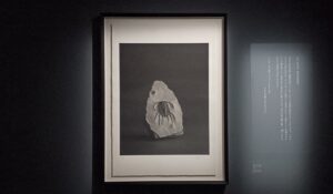 「P.P.T.R.D. 037 棘のある三葉虫」（2008年）杉本博司