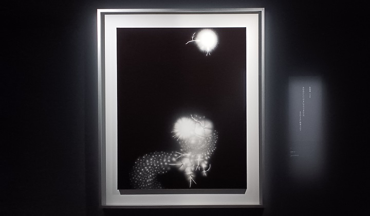 「放電場 138」（2009年）杉本博司