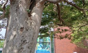 東京都美術館で、「大英博物館日本美術コレクション 百花繚乱 ～ 海を越えた江戸絵画」を観てきました。