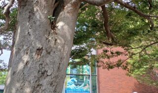 東京都美術館で、「大英博物館日本美術コレクション 百花繚乱 ～ 海を越えた江戸絵画」を観てきました。