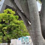 東京都現代美術館で「多田美波 ― 光、凛と ゆれる」を観てきました。